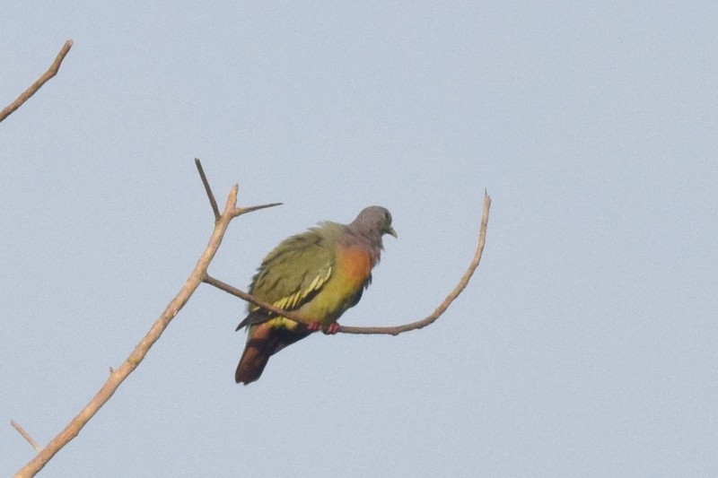 Pink-necked Green-Pigeon - ML124422851