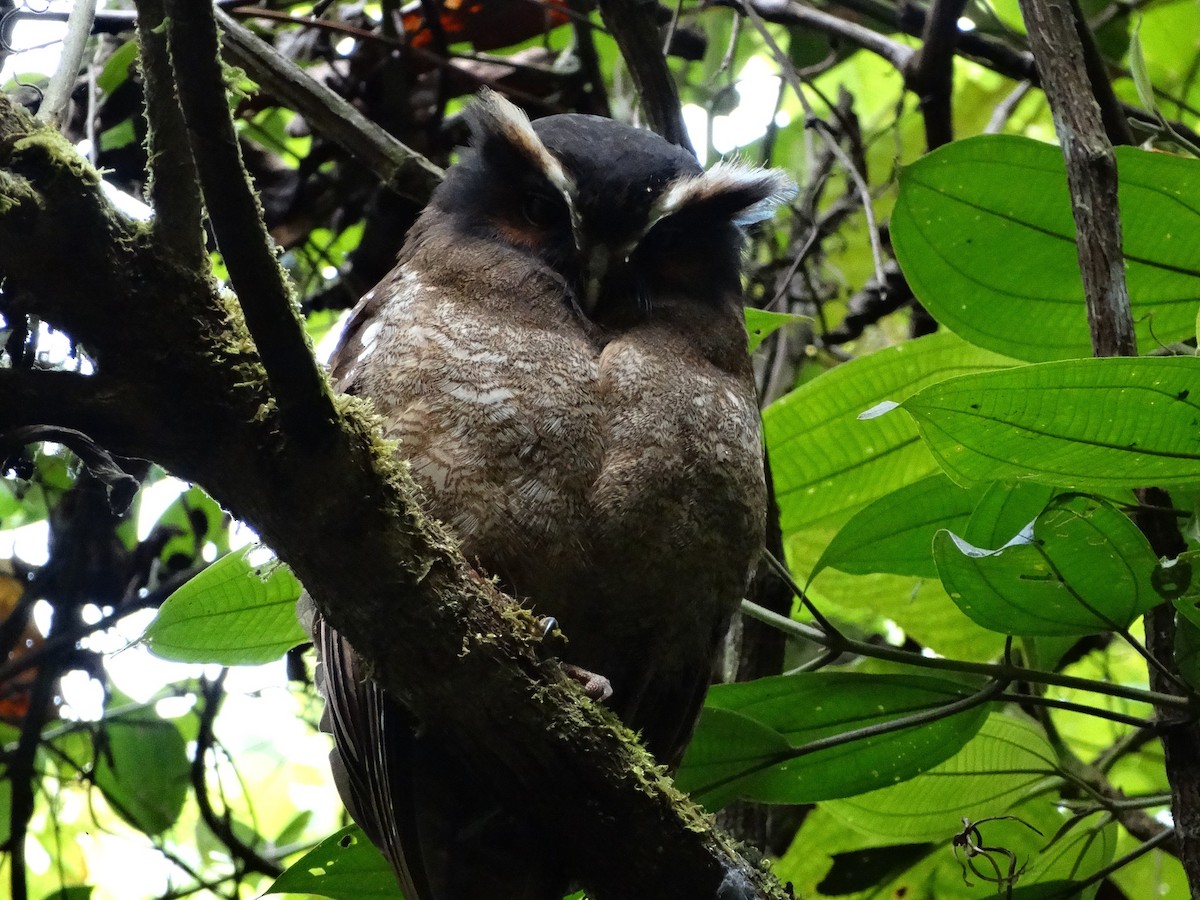 Crested Owl - ML124424031