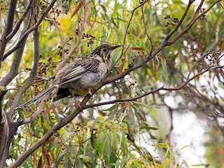  - Yellow Wattlebird