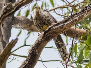  - Yellow Wattlebird