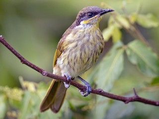  - Varied Honeyeater