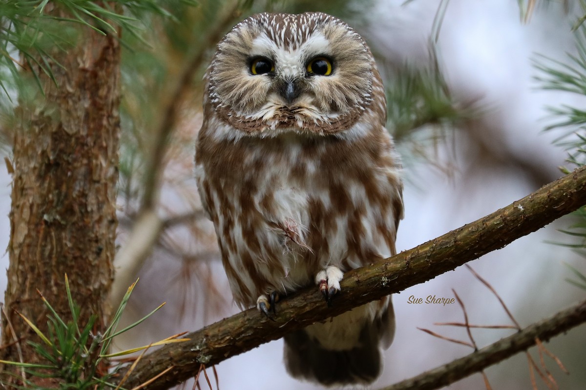 Northern Saw-whet Owl - Sue Sharpe