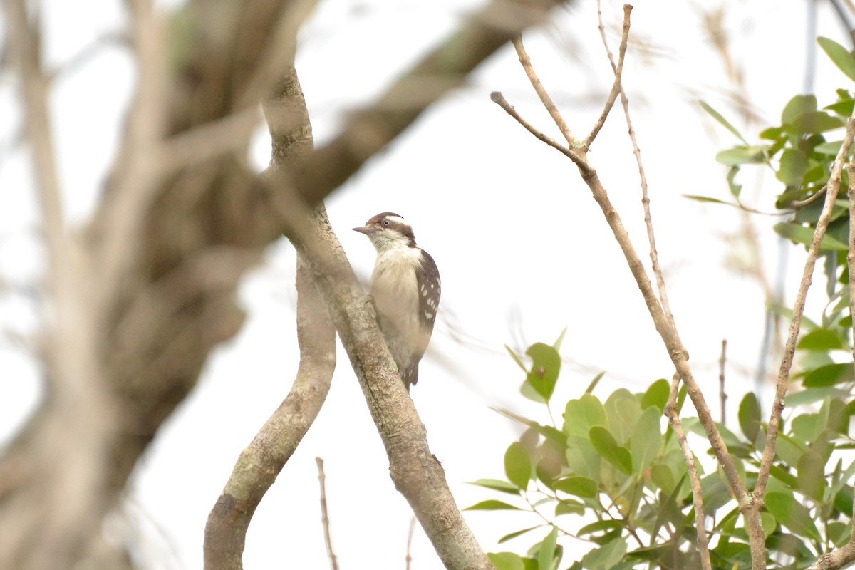 Brown-capped Pygmy Woodpecker - Ronald de Mol
