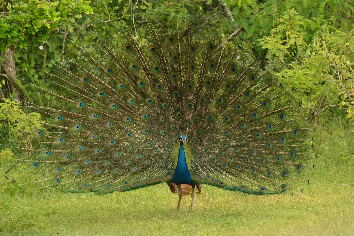 Indian Peafowl - Ronald de Mol