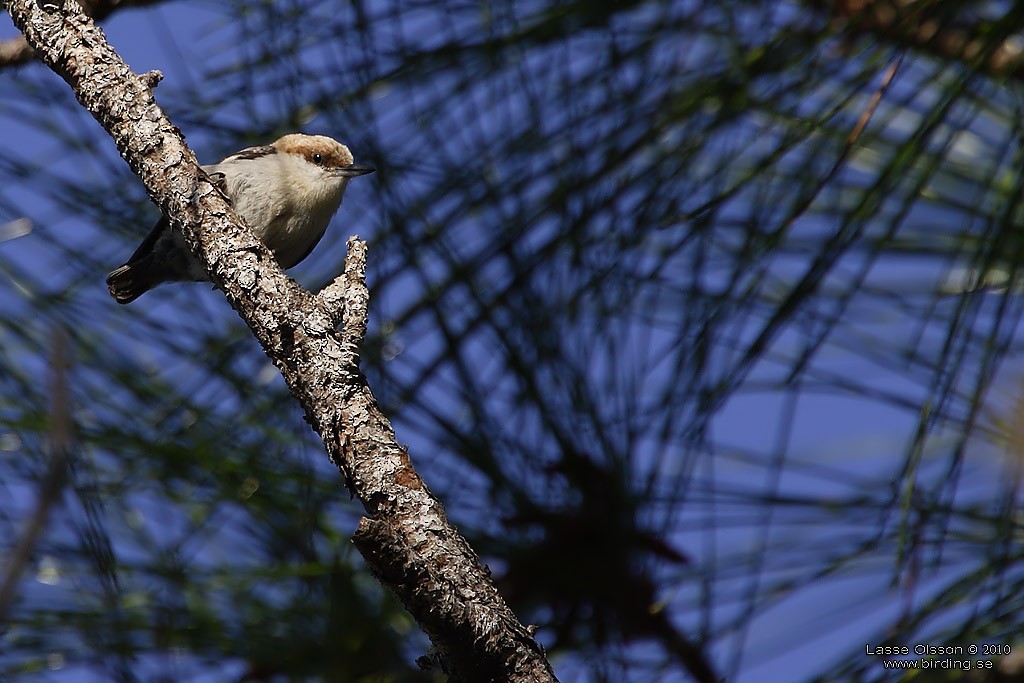 Brown-headed Nuthatch - ML124431461