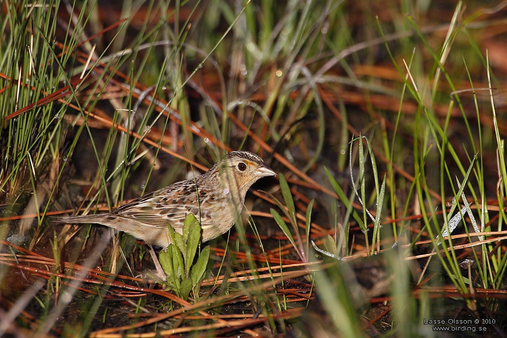 Grasshopper Sparrow - ML124431561