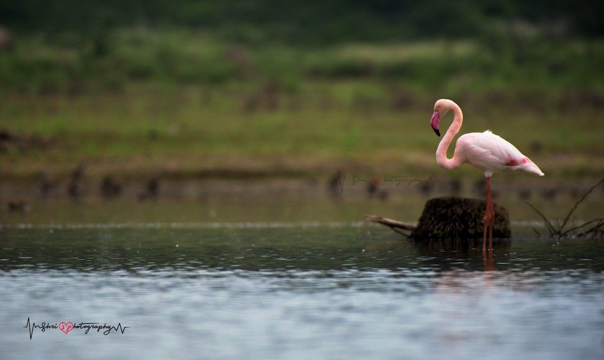 Greater Flamingo - Shrinath Murugan