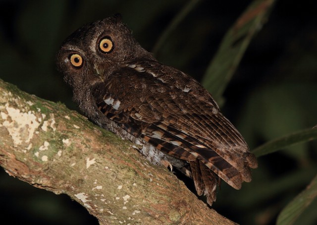 Foothill Screech-Owl (Foothill)