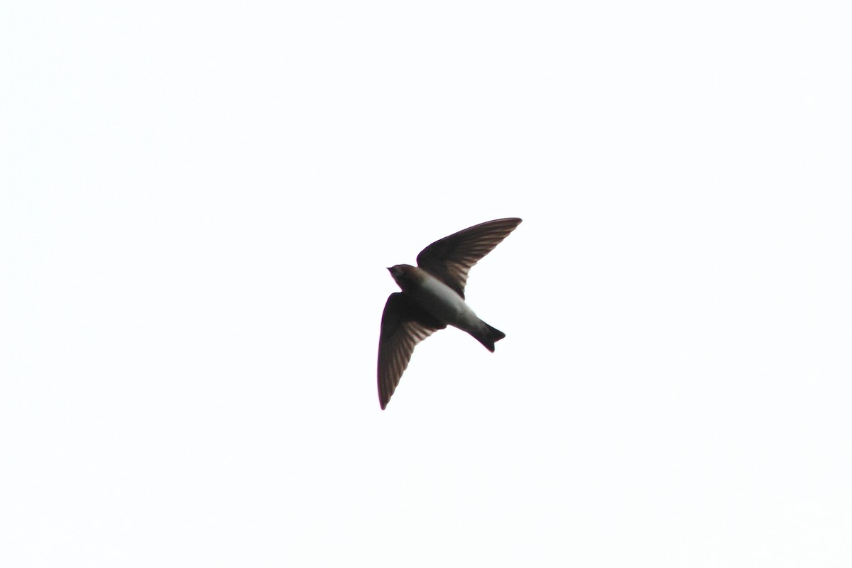 Southern Rough-winged Swallow - Ohad Sherer