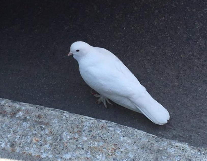 Rock Pigeon (Feral Pigeon) - ML124437211