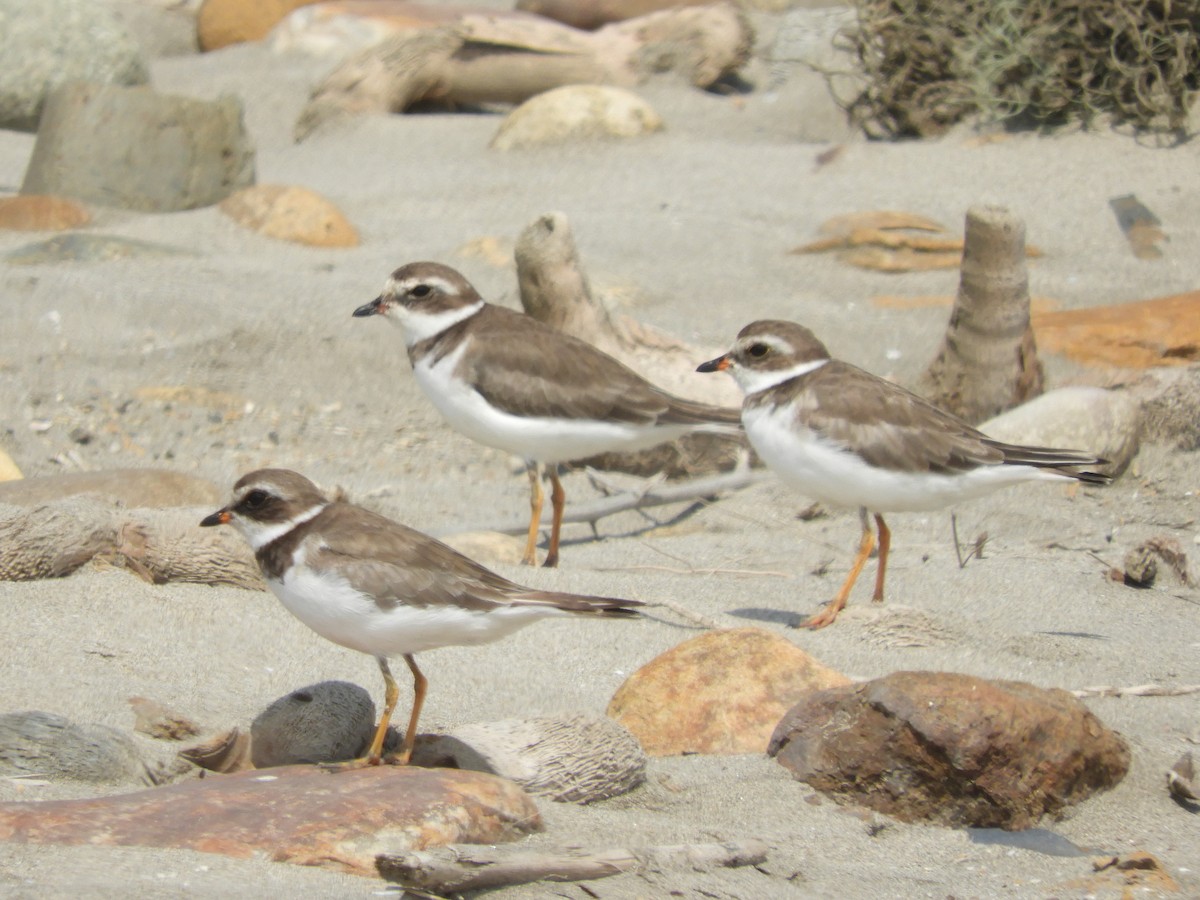 Semipalmated Plover - ML124438581