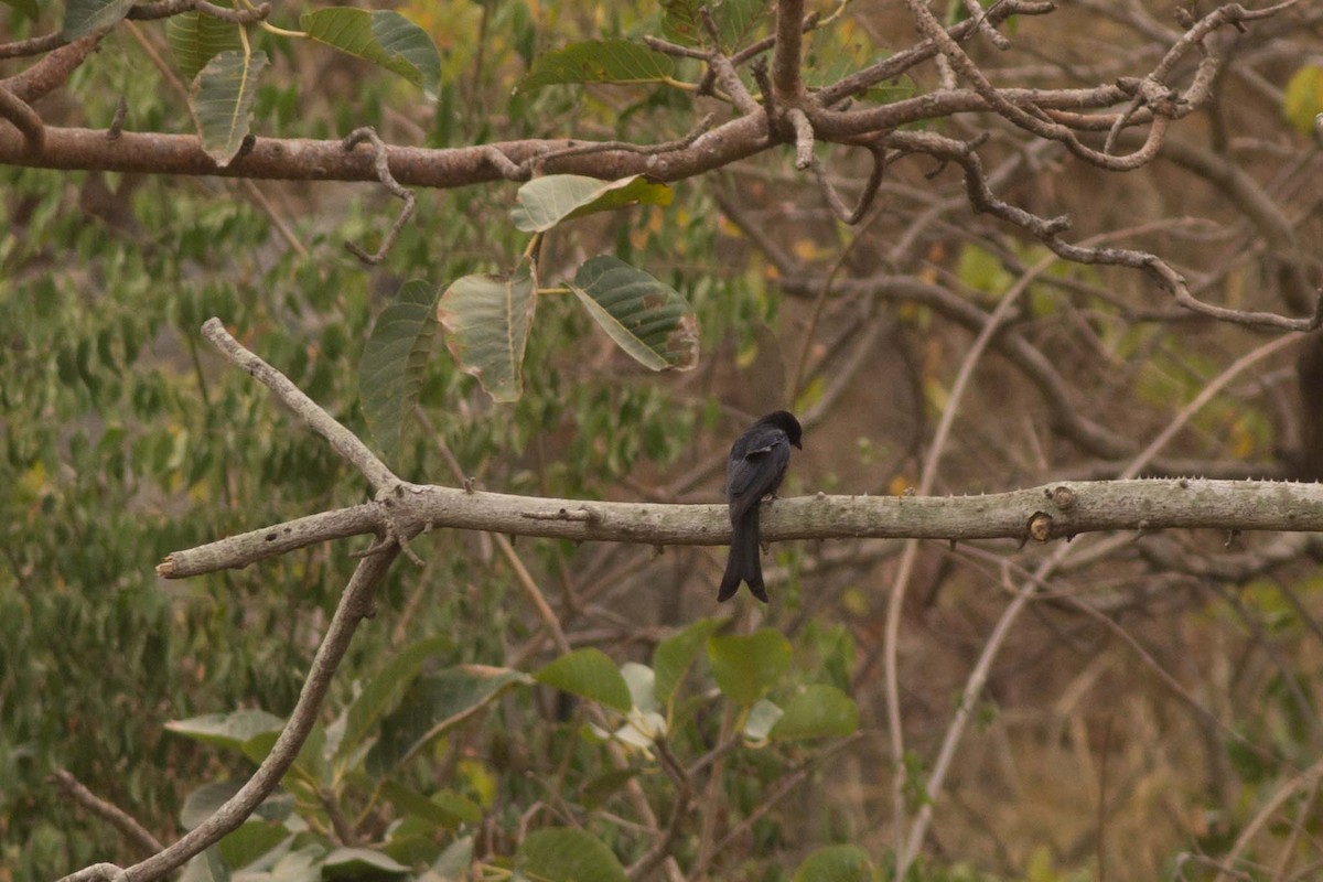 Fork-tailed Drongo (Glossy-backed) - Andreas Boe