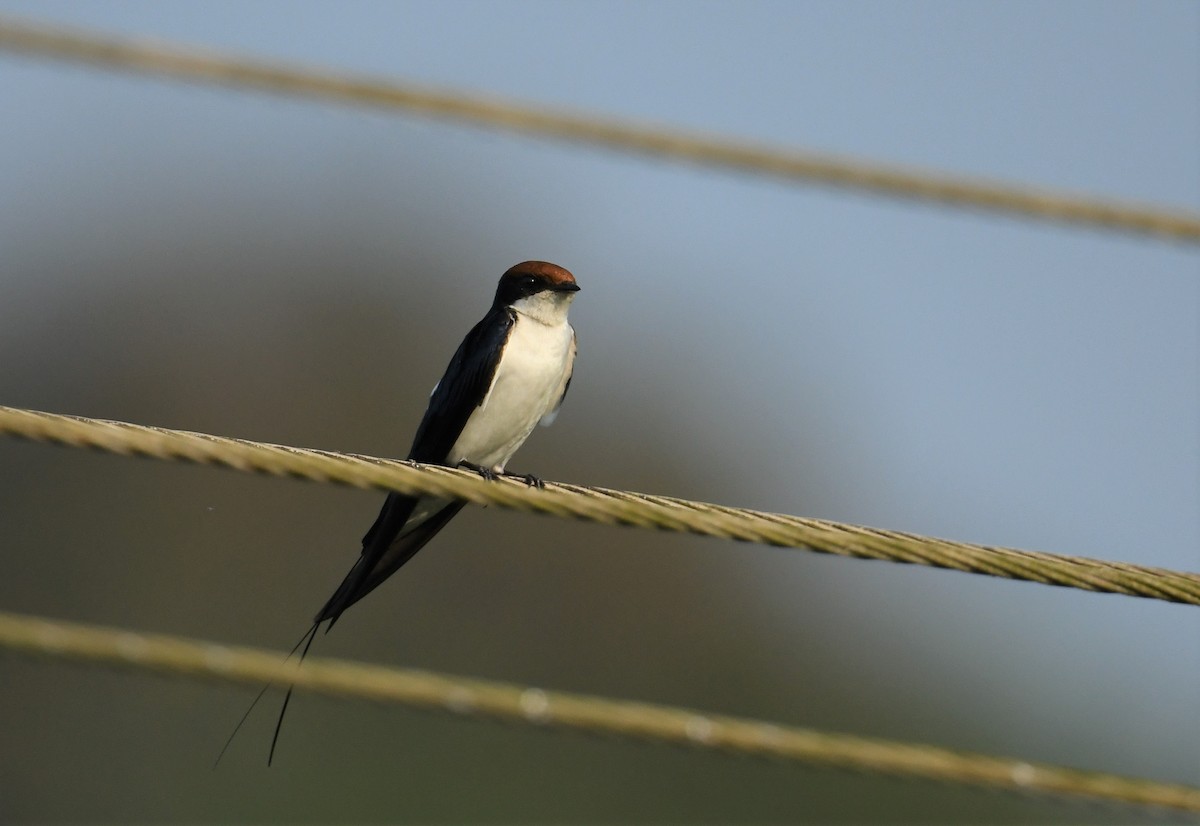 Wire-tailed Swallow - Mohammed Sayeer