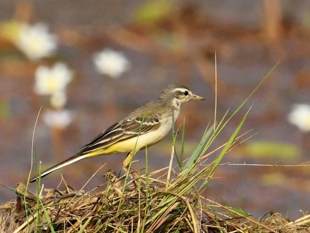 Western Yellow Wagtail - Mohammed Sayeer