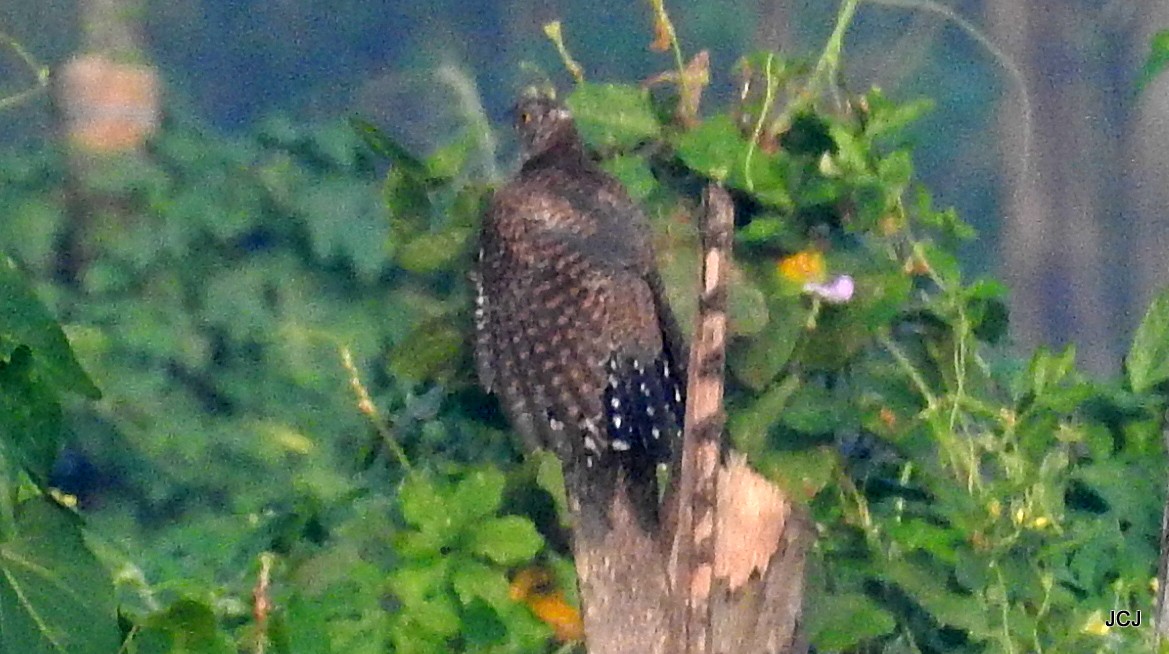 Common Cuckoo - ML124441301