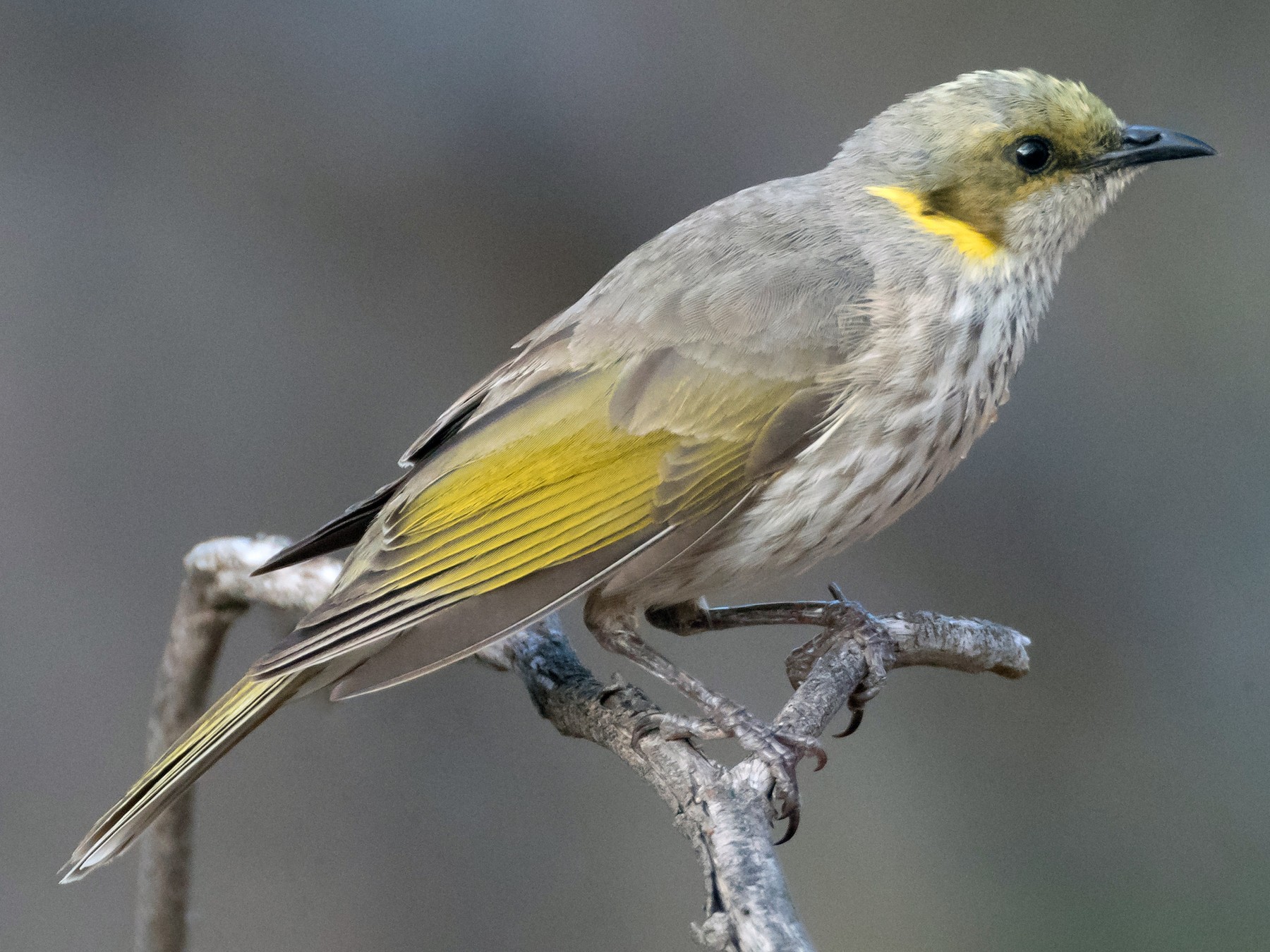 Yellow-plumed Honeyeater - Brendan Klick