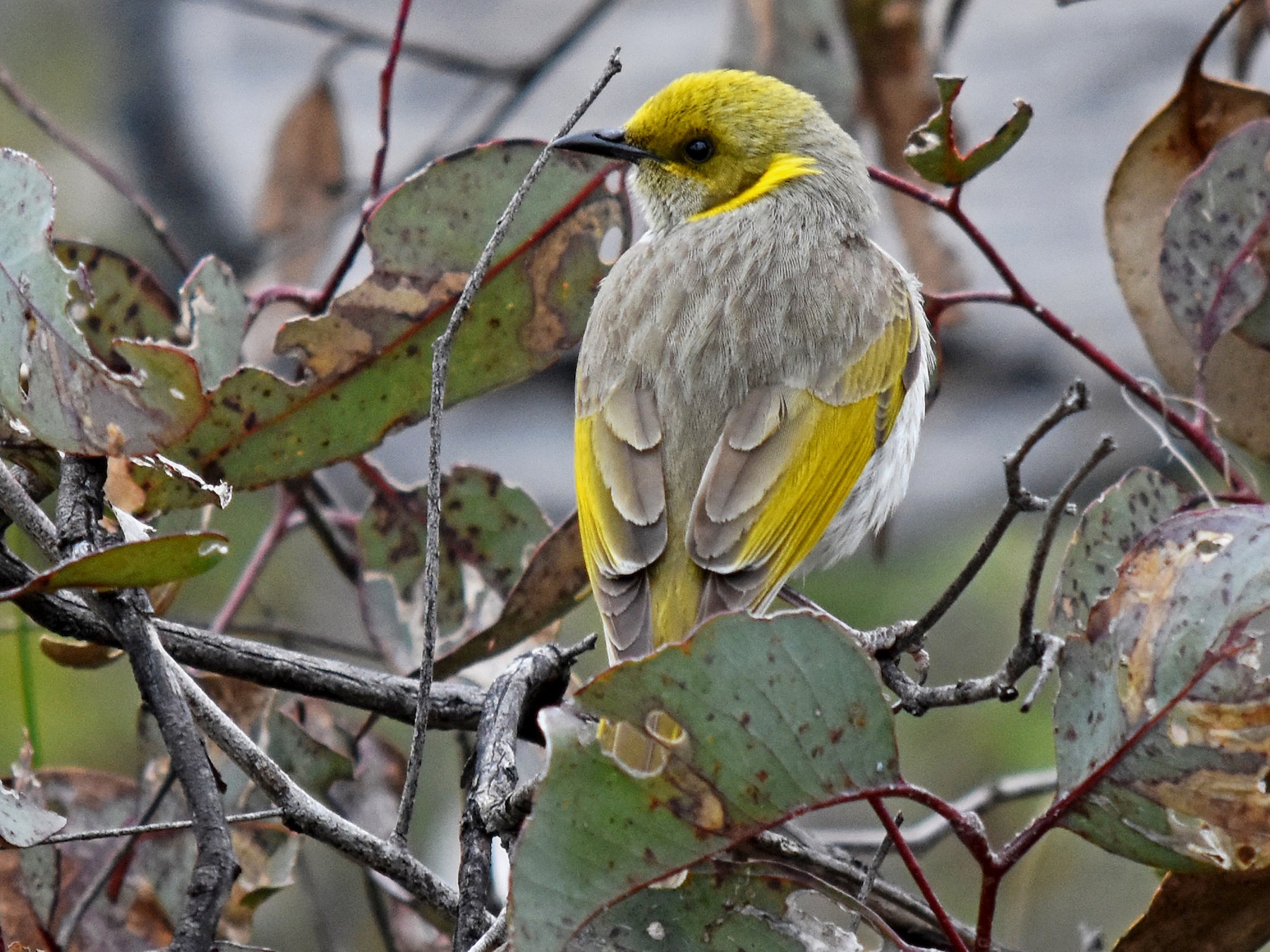 Yellow-plumed Honeyeater - Geoffrey Groom