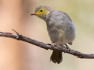 Молодая птица - Andrew Allen - ML124443121