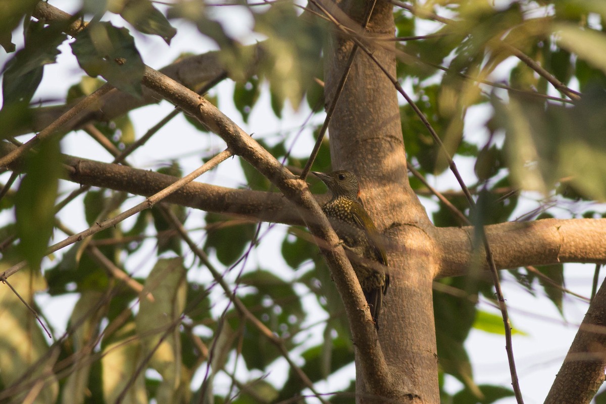 Buff-spotted Woodpecker - ML124445301
