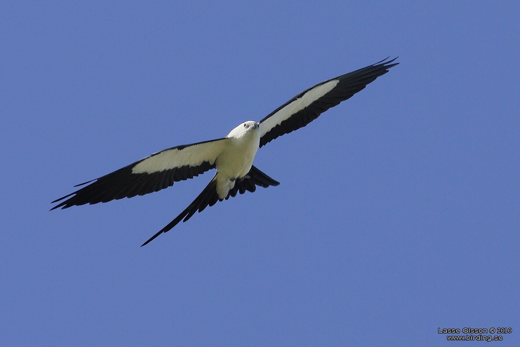 Swallow-tailed Kite - Lasse Olsson