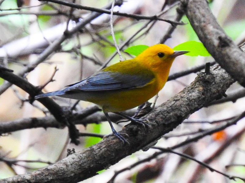 Prothonotary Warbler - ML124449591
