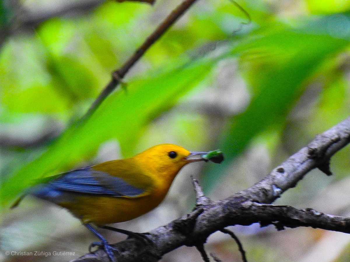 Prothonotary Warbler - ML124449601