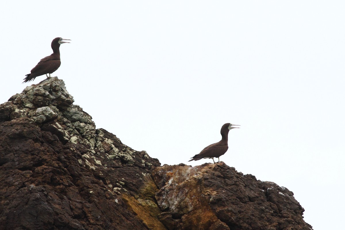 Brown Booby (Colombian) - ML124450441