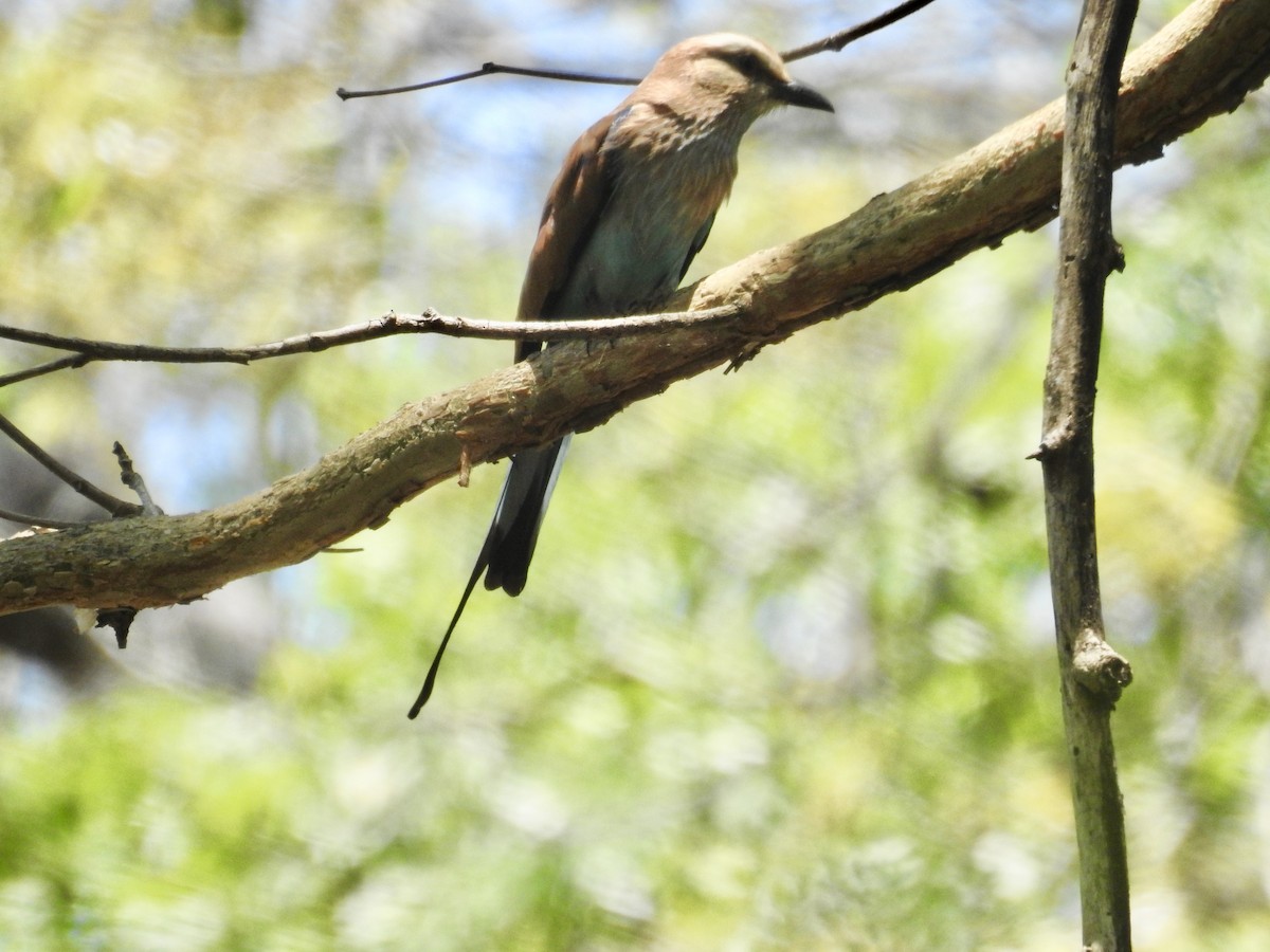 Racket-tailed Roller - ML124450761