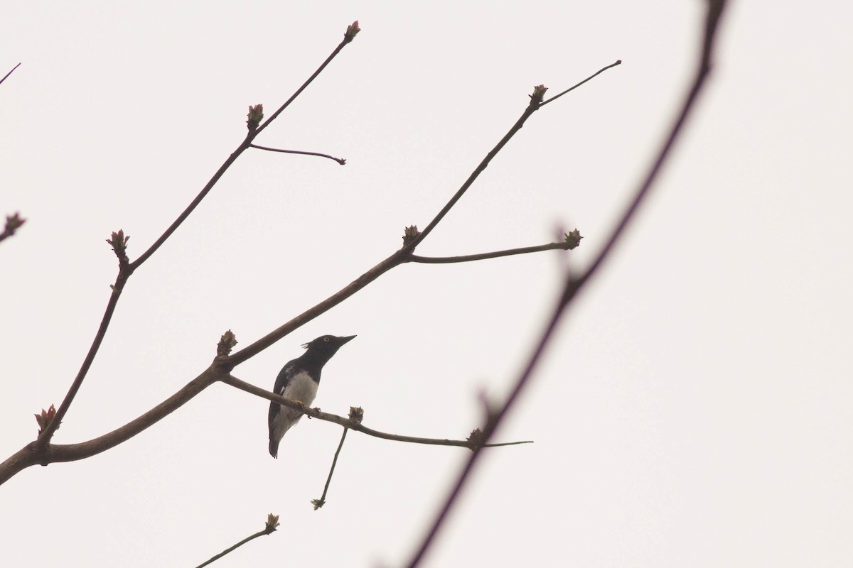 Black-and-white Shrike-flycatcher - Andreas Boe
