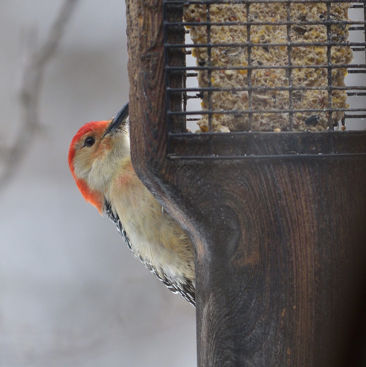 Red-bellied Woodpecker - ML124451221