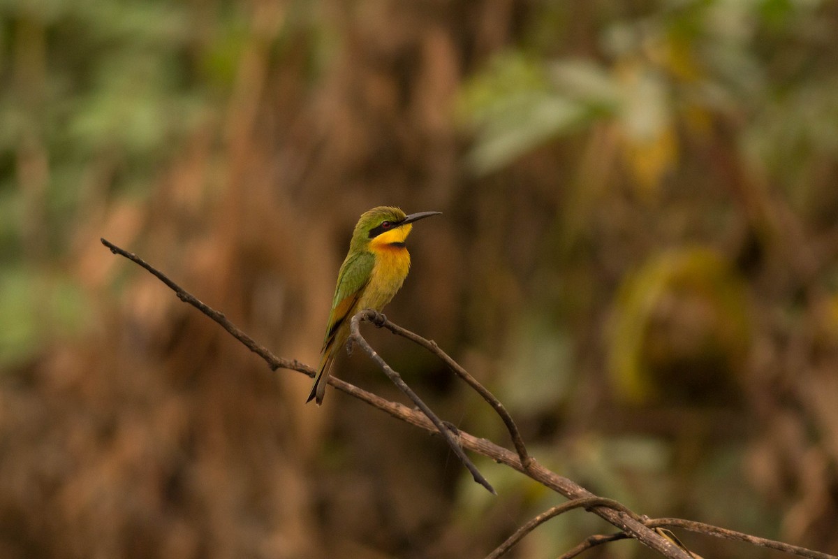 Little Bee-eater - Andreas Boe