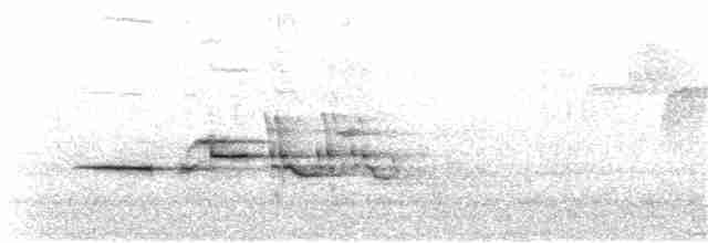 Дрізд-короткодзьоб плямистоволий - ML124451681