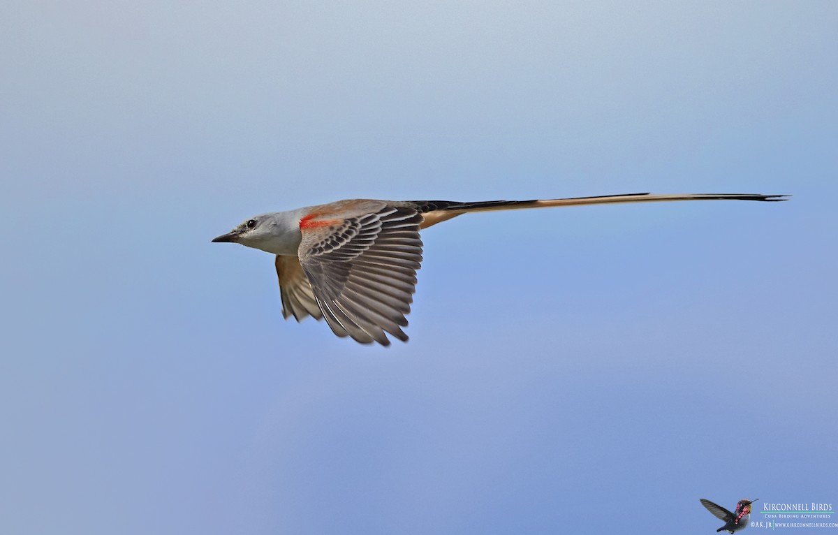 Scissor-tailed Flycatcher - Arturo Kirkconnell Jr