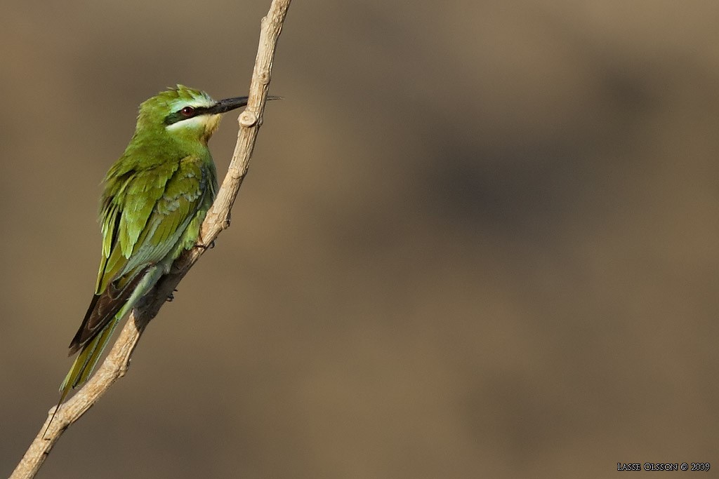 Blue-cheeked Bee-eater - ML124455241