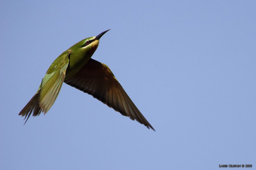 Blue-cheeked Bee-eater - ML124455271