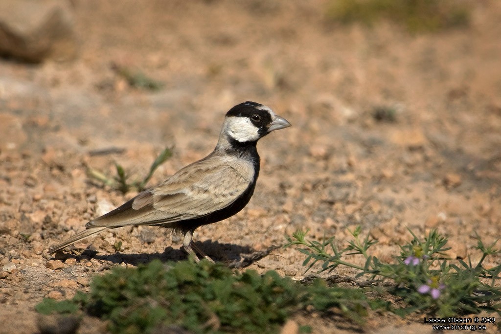 Black-crowned Sparrow-Lark - Lasse Olsson