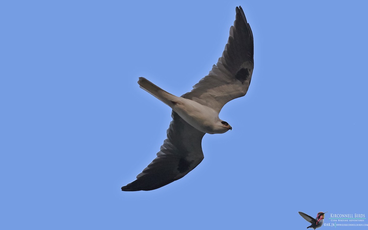 White-tailed Kite - Arturo Kirkconnell Jr