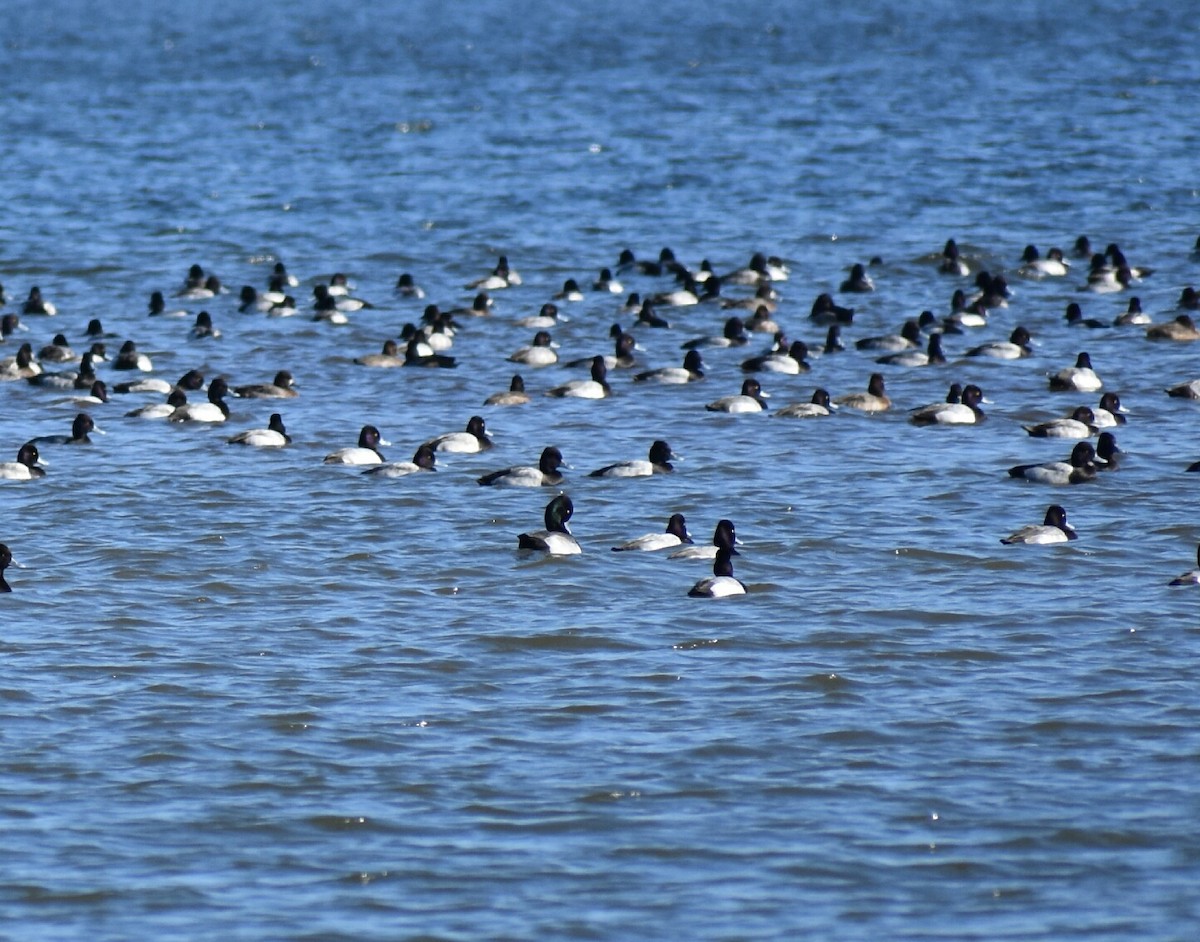 Greater Scaup - Gabe Hargrove