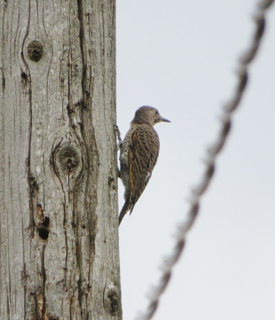 Northern Flicker (Yellow-shafted) - Guy Wapple