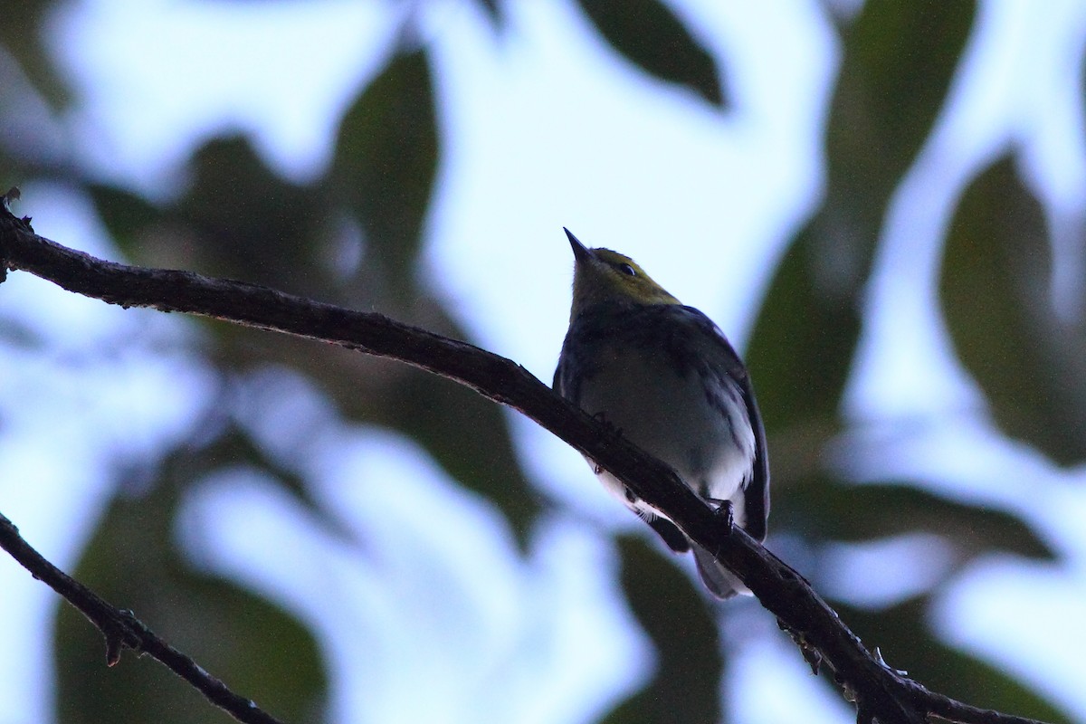 Black-throated Green Warbler - Ohad Sherer