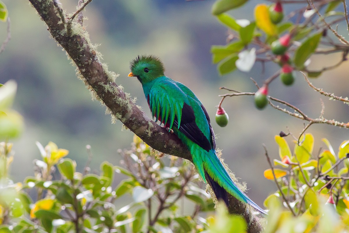 Quetzal (costaricensis) - ML124459211