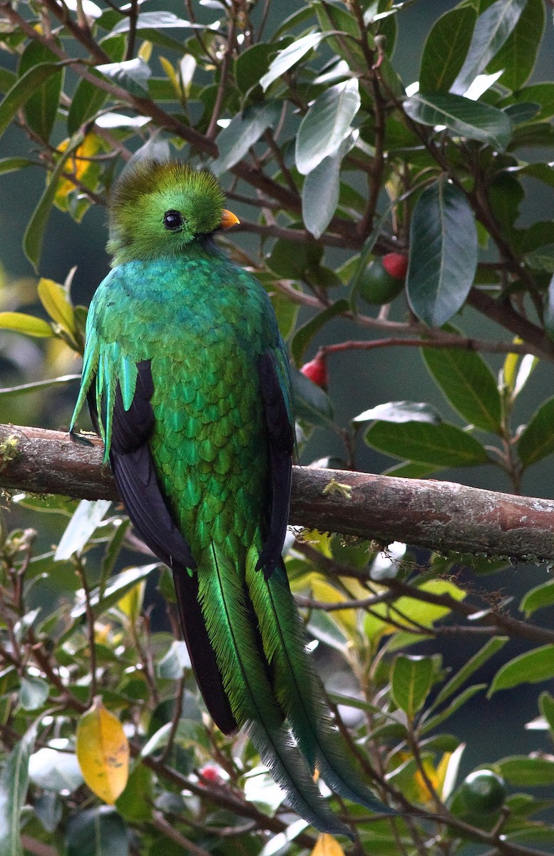 Quetzal resplendissant (costaricensis) - ML124459681