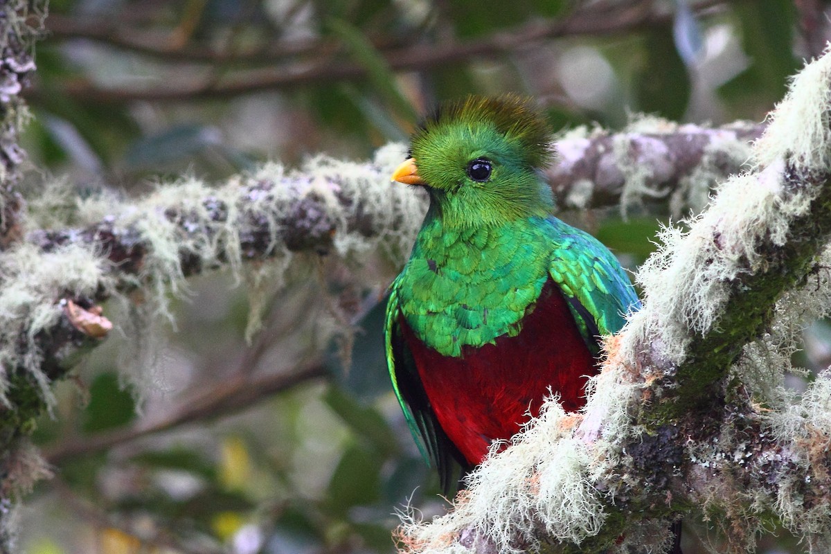 Quetzal (costaricensis) - ML124459971