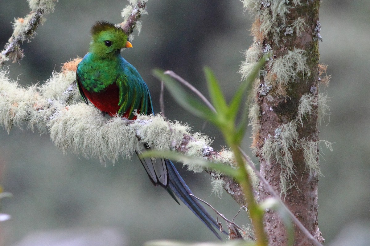 Quetzal (costaricensis) - ML124459981