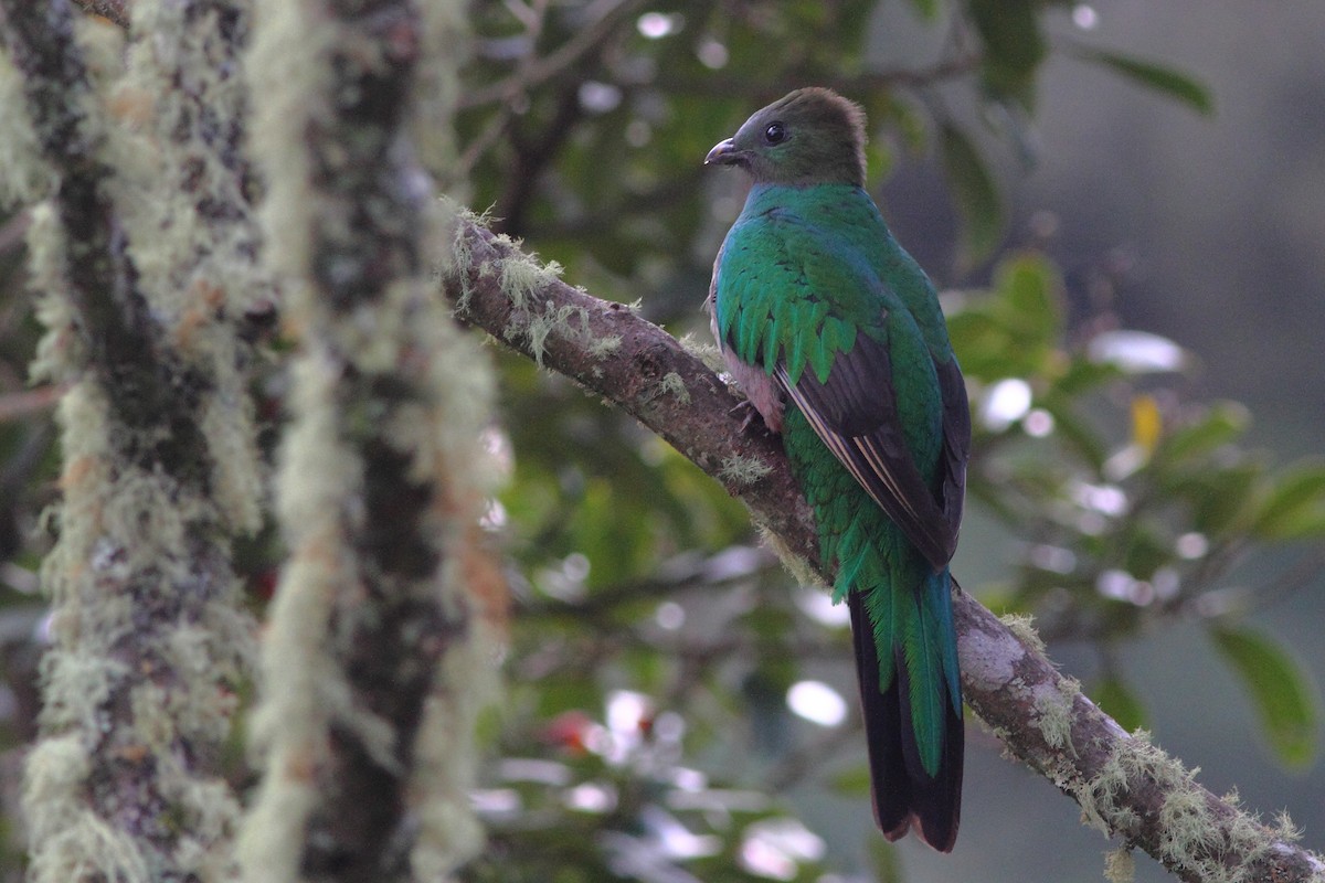 Quetzal Guatemalteco (costaricensis) - ML124460011