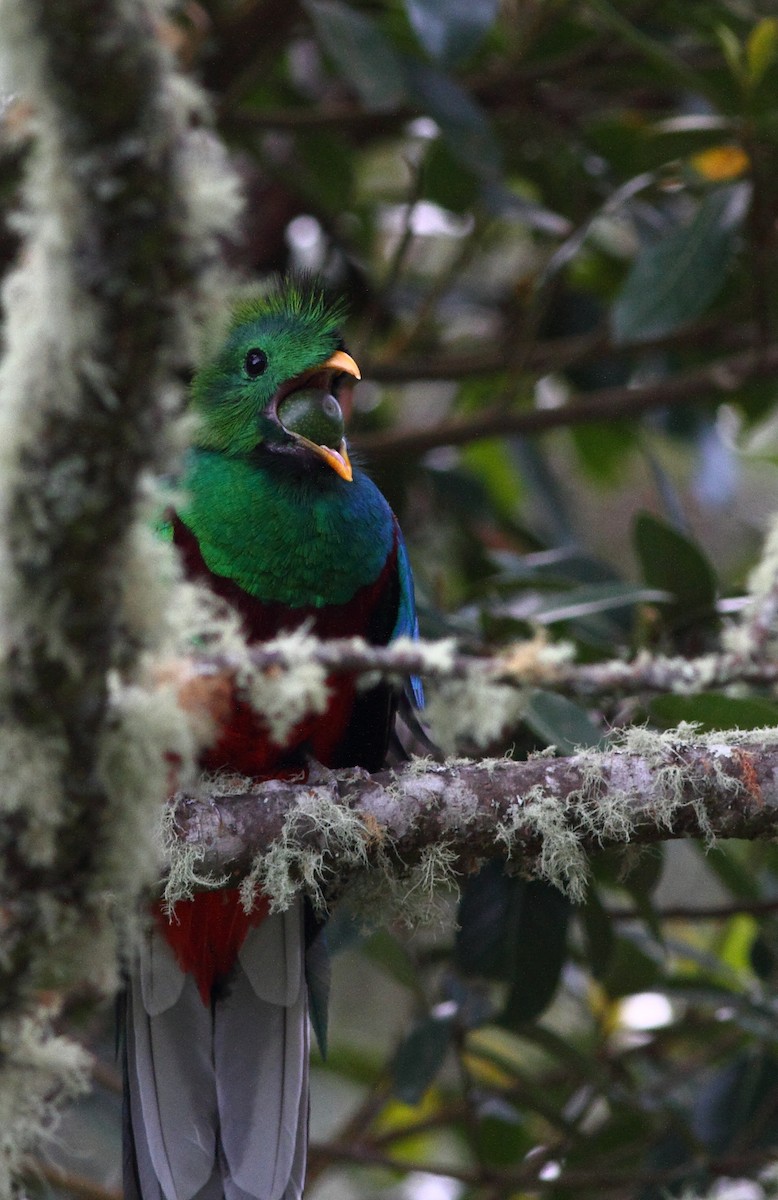 Quetzal (costaricensis) - ML124460171