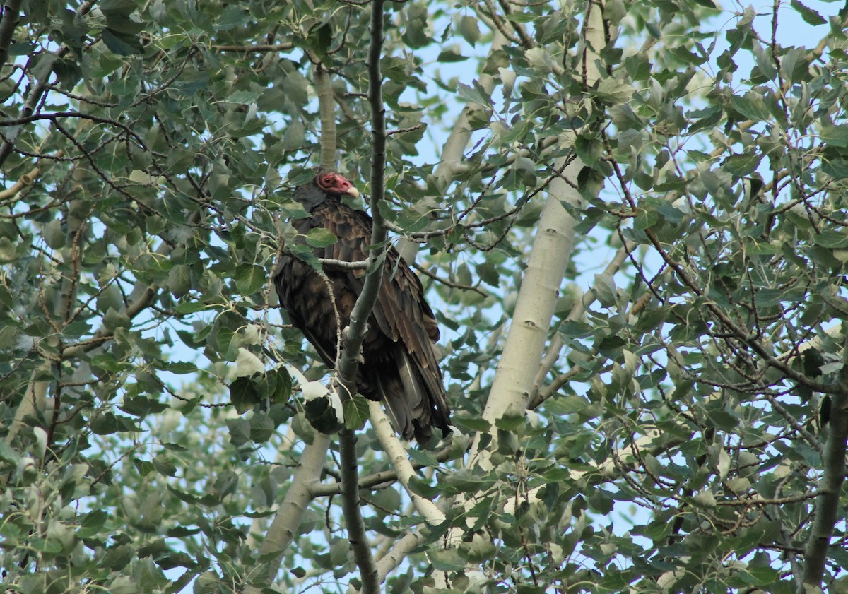 Turkey Vulture - Jared Peck