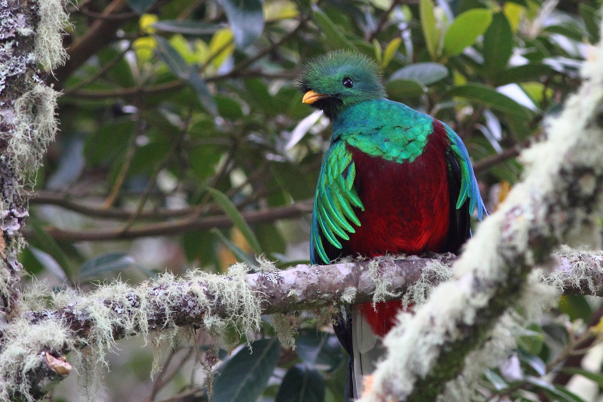 Quetzal (costaricensis) - ML124460341