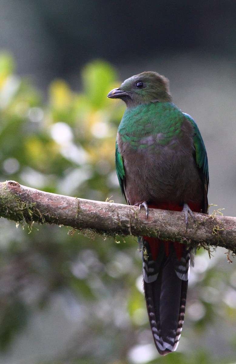 Quetzal resplendissant (costaricensis) - ML124460571