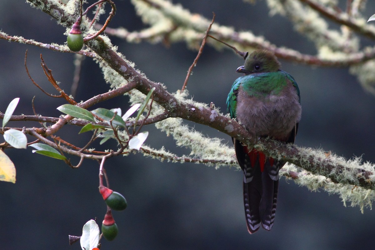 Quetzal resplendissant (costaricensis) - ML124460721